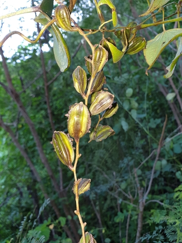 Dioscorea sambiranensis