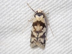 Oxythecta alternella