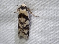 Oxythecta alternella