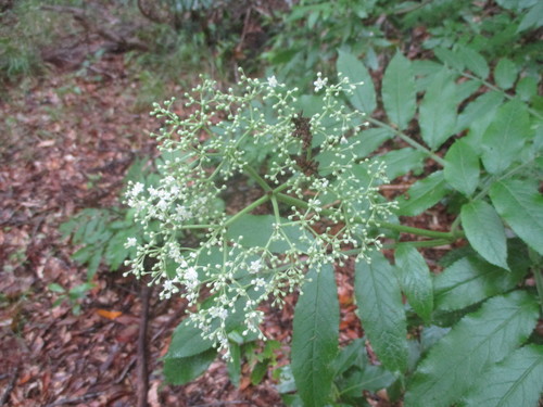 Sambucus image