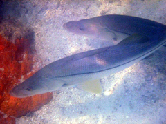 Centropomus undecimalis