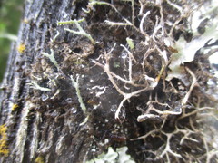 Heterodermia leucomelos