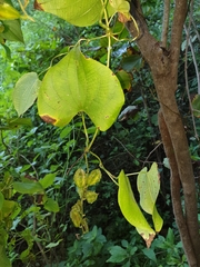 Dioscorea sambiranensis image