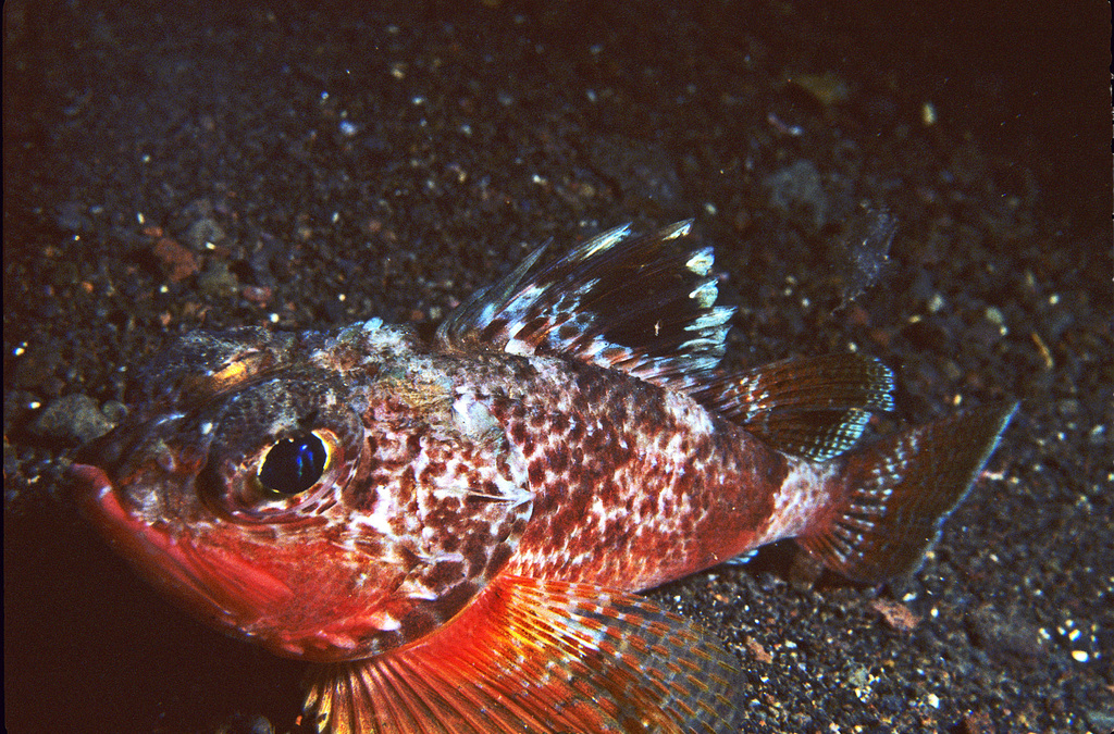 Raoul gurnard perch (Maxillicosta raoulensis) — Neosebastidae