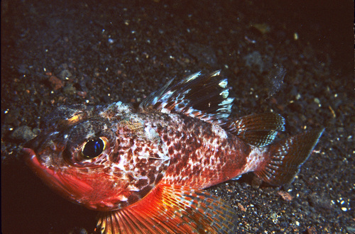 Raoul gurnard perch (Maxillicosta raoulensis) — Neosebastidae