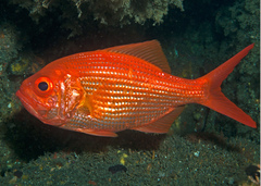 Redfish photo 1