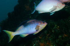 Long-Finned Perch photo 2