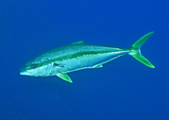 Yellowtail Amberjack photo 5