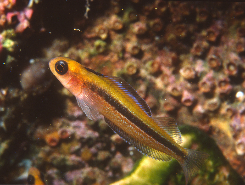 Oblique-Swimming Triplefin