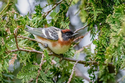 taxonomy_inaturalist image for Dendroica castanea