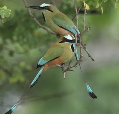 Turquoise-Browed Motmot photo 3