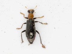 Lemidia