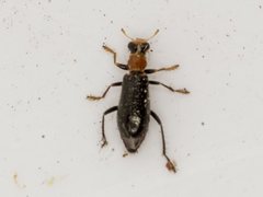 Lemidia