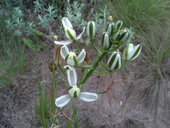 Albuca nelsonii