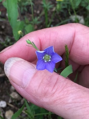 Linum pratense
