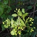 Tarenna spiranthera - Photo (c) feno, μερικά δικαιώματα διατηρούνται (CC BY-NC), uploaded by feno