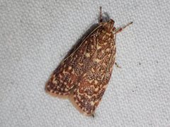 Syringoseca rhodoxantha