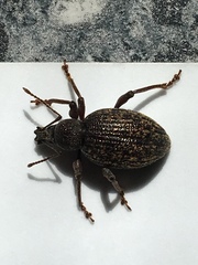 Otiorhynchus aurifer