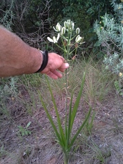 Albuca nelsonii