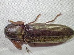 Pseudotetralobus