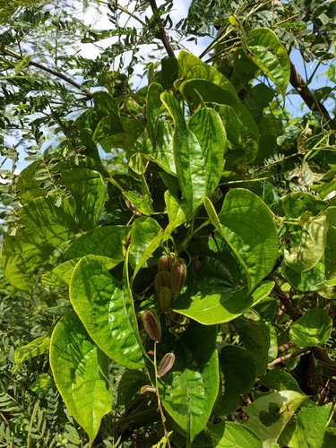 Dioscorea maciba image