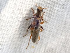 Lemidia subaenea