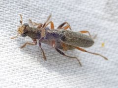 Lemidia subaenea