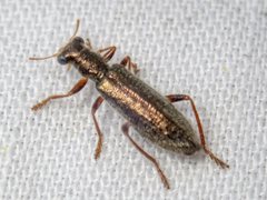 Lemidia subaenea
