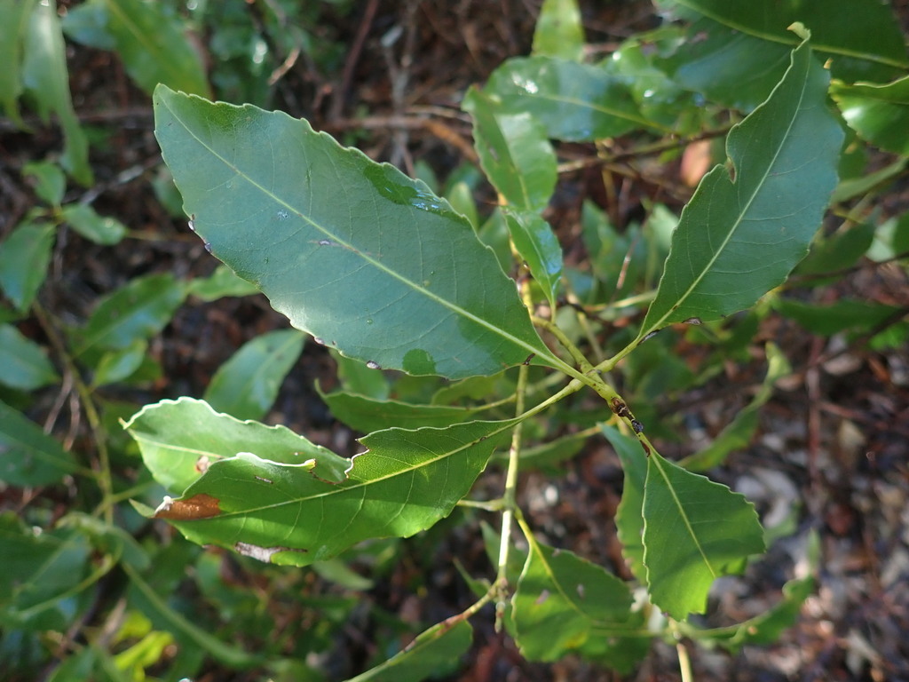 Schizomeria