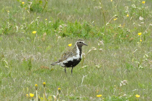 Pluvier doré (Pluvialis apricaria)