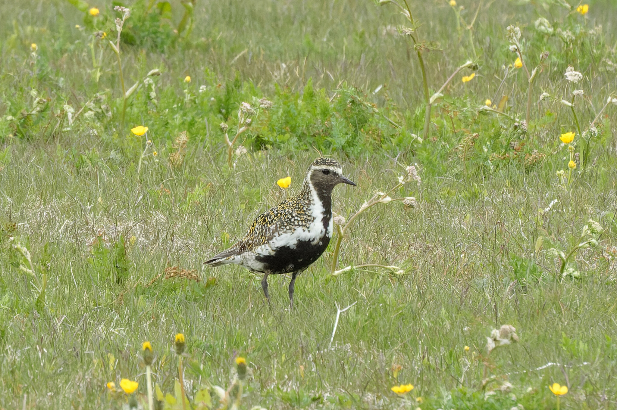 European Golden Plover (Pluvialis apricaria)