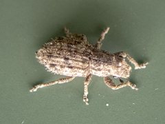 Floresianus sordidus