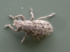Floresianus sordidus