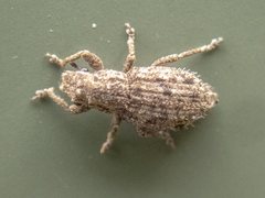 Floresianus sordidus