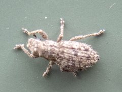 Floresianus sordidus
