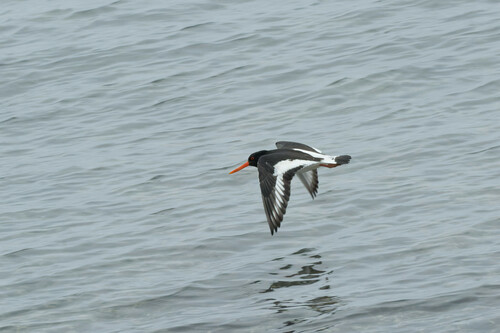 Huîtrier pie (Haematopus ostralegus)