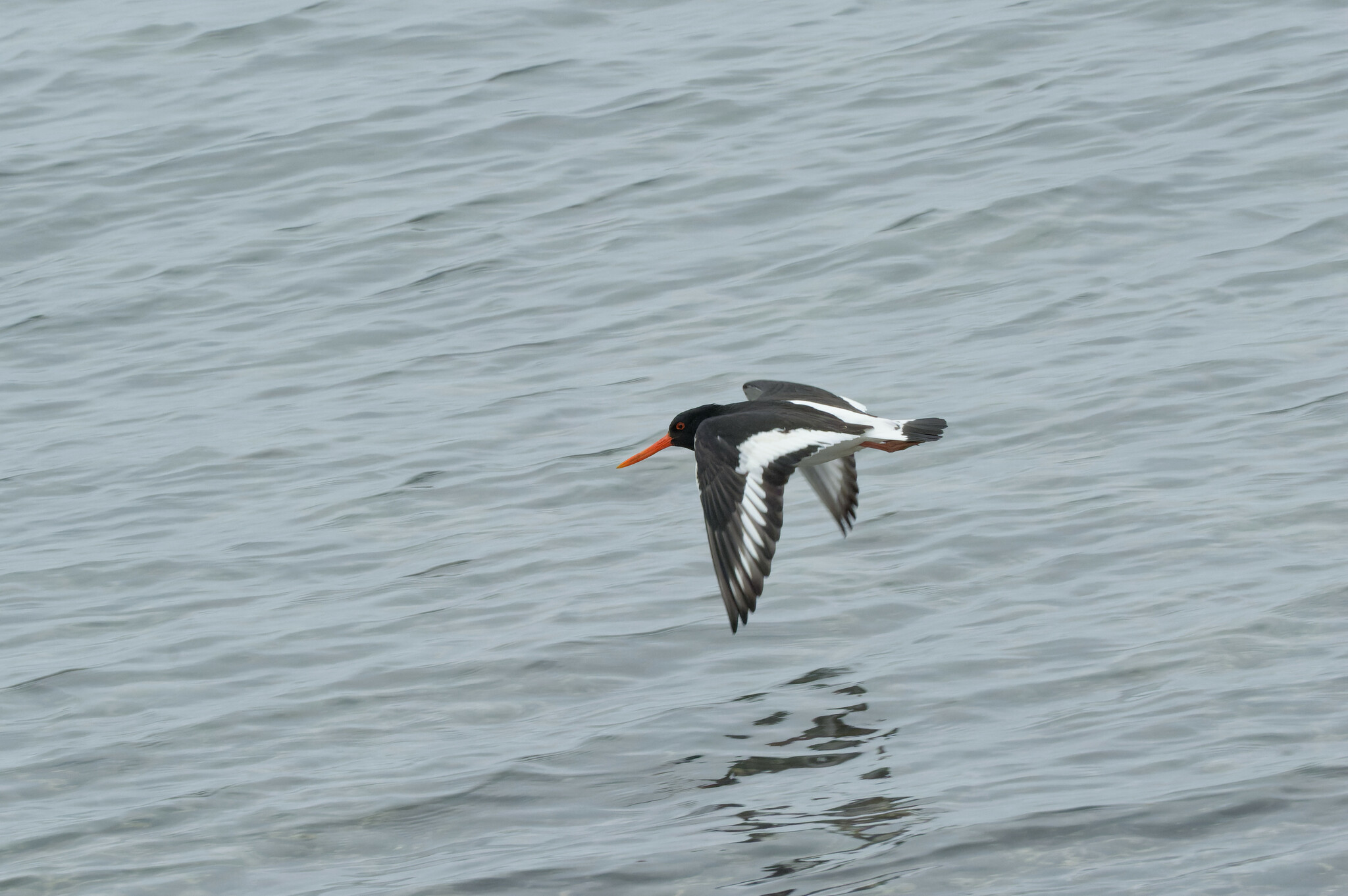 Eurasian Oystercatcher (Haematopus ostralegus)