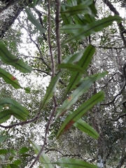 Microgramma squamulosa