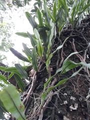 Microgramma squamulosa