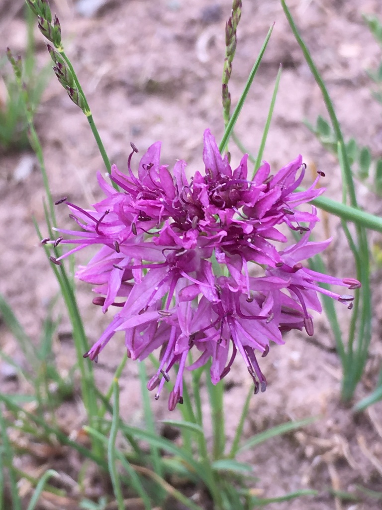 Ladakh Onion