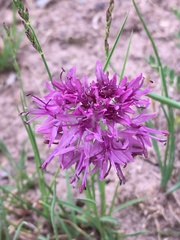 Allium przewalskianum