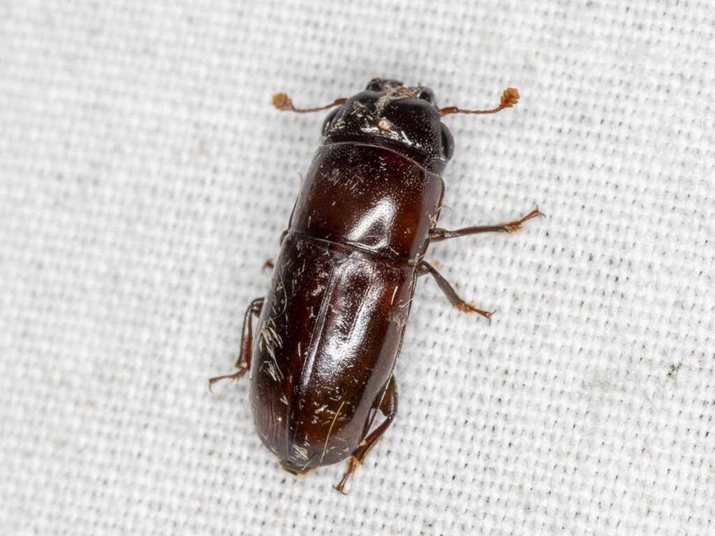 Cryptarcha longa