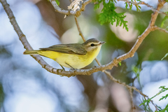 Philadelphia Vireo photo 2