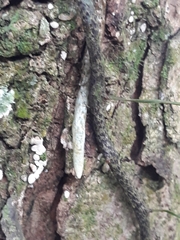 Microgramma squamulosa