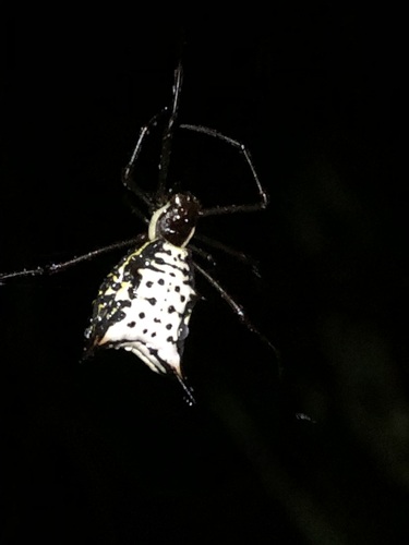Micrathena gurupi