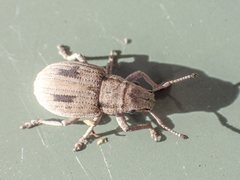 Eurymetopus birabeni