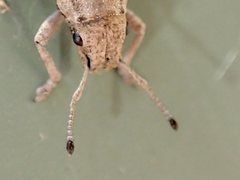 Eurymetopus birabeni