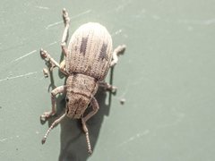 Eurymetopus birabeni