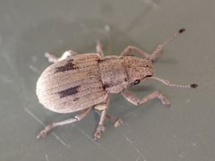 Eurymetopus birabeni