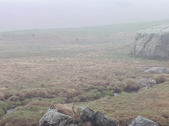 Pyrrhocorax pyrrhocorax